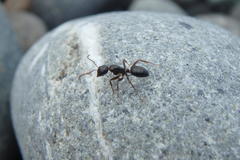 Camponotus vitiosus