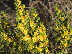 Larrea nitida