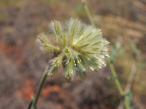 tassel top (Ptilotus clementii)