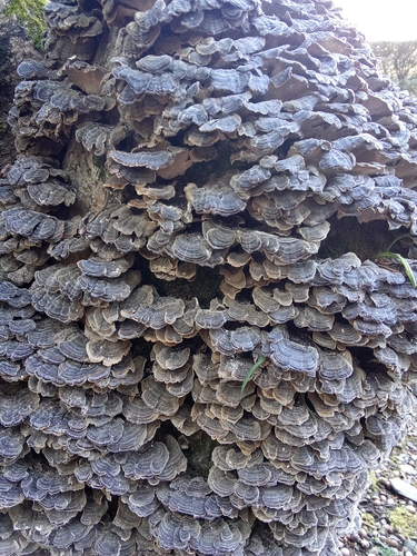 Trametes versicolor