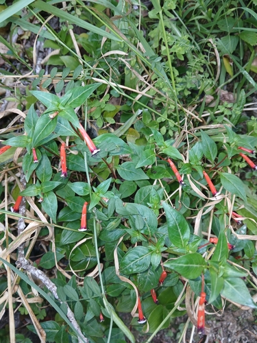 Cuphea ignea