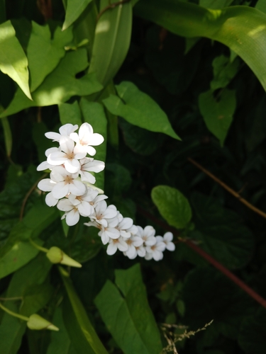 Image of Francoa appendiculata by (c) naturewatchwidow, some rights reserved (CC BY)