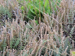 Cheilanthes buchtienii