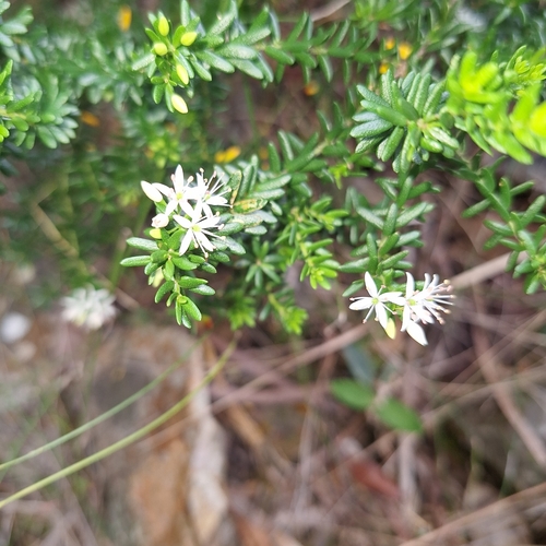 Image of Leionema gracile by (c) Greg Tasney, some rights reserved (CC BY-SA)
