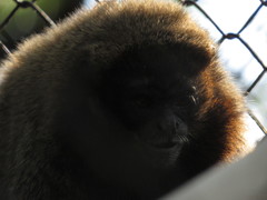 Plecturocebus moloch