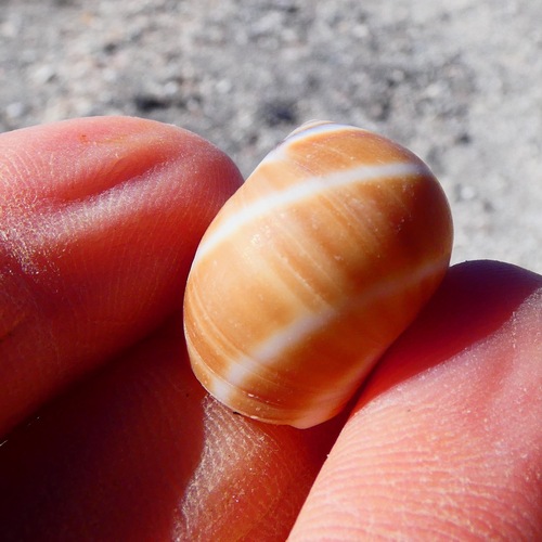 Polinices bifasciatus, 2025-01-12