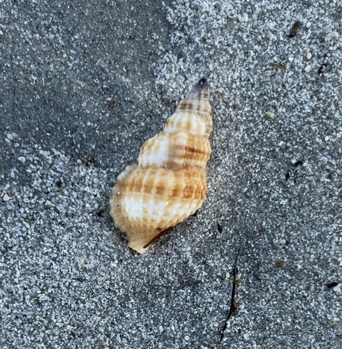 Cymatiella verrucosa, 2025-02-06