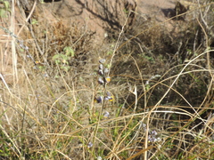 Monnina dictyocarpa