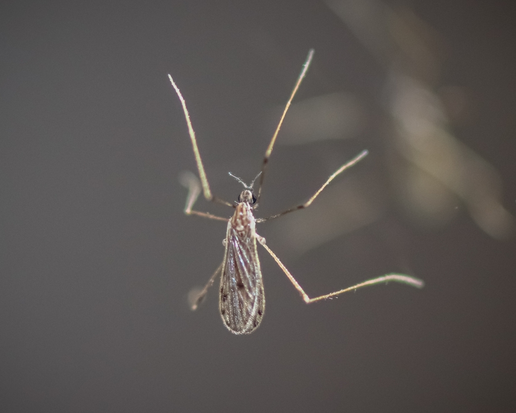 Erioptera parva brasiliensis