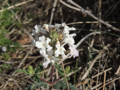 Glandularia platensis