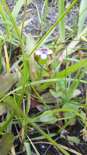Torenia crustacea observed 2025-02-03