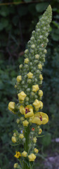 Verbascum alpinum