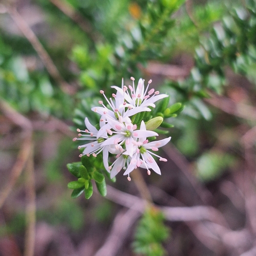 Image of Leionema gracile by (c) Greg Tasney, some rights reserved (CC BY-SA)