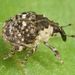 Dietzella zimmermanni - Photo (c) skitterbug,  זכויות יוצרים חלקיות (CC BY), הועלה על ידי skitterbug