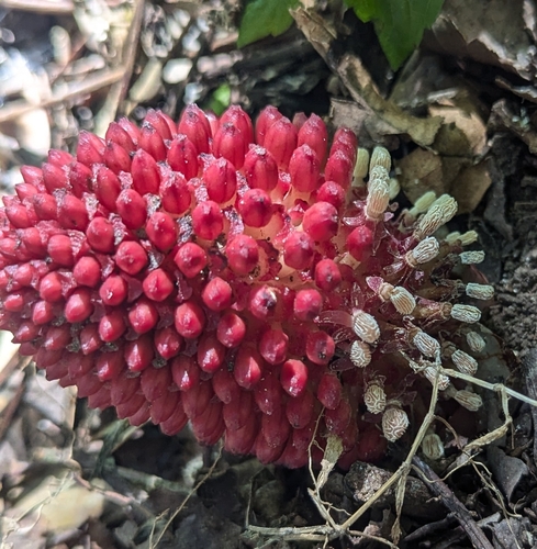 Foto de Flor-de-cera