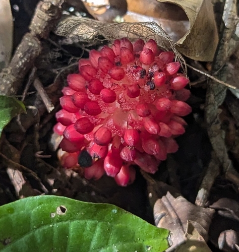 Foto de Flor-de-cera