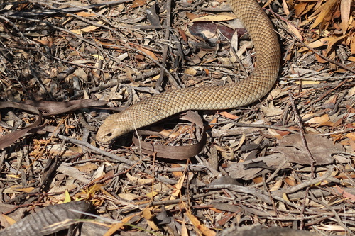 Eastern Brown Snake sighting