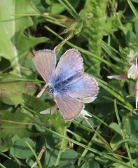 Glaucopsyche lygdamus