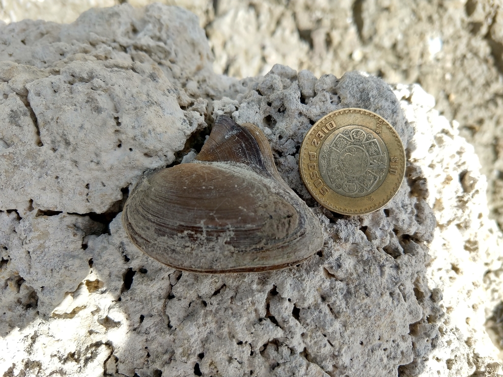 Delphinonaias largillierti