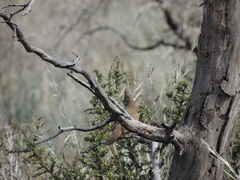 Rhinocrypta lanceolata