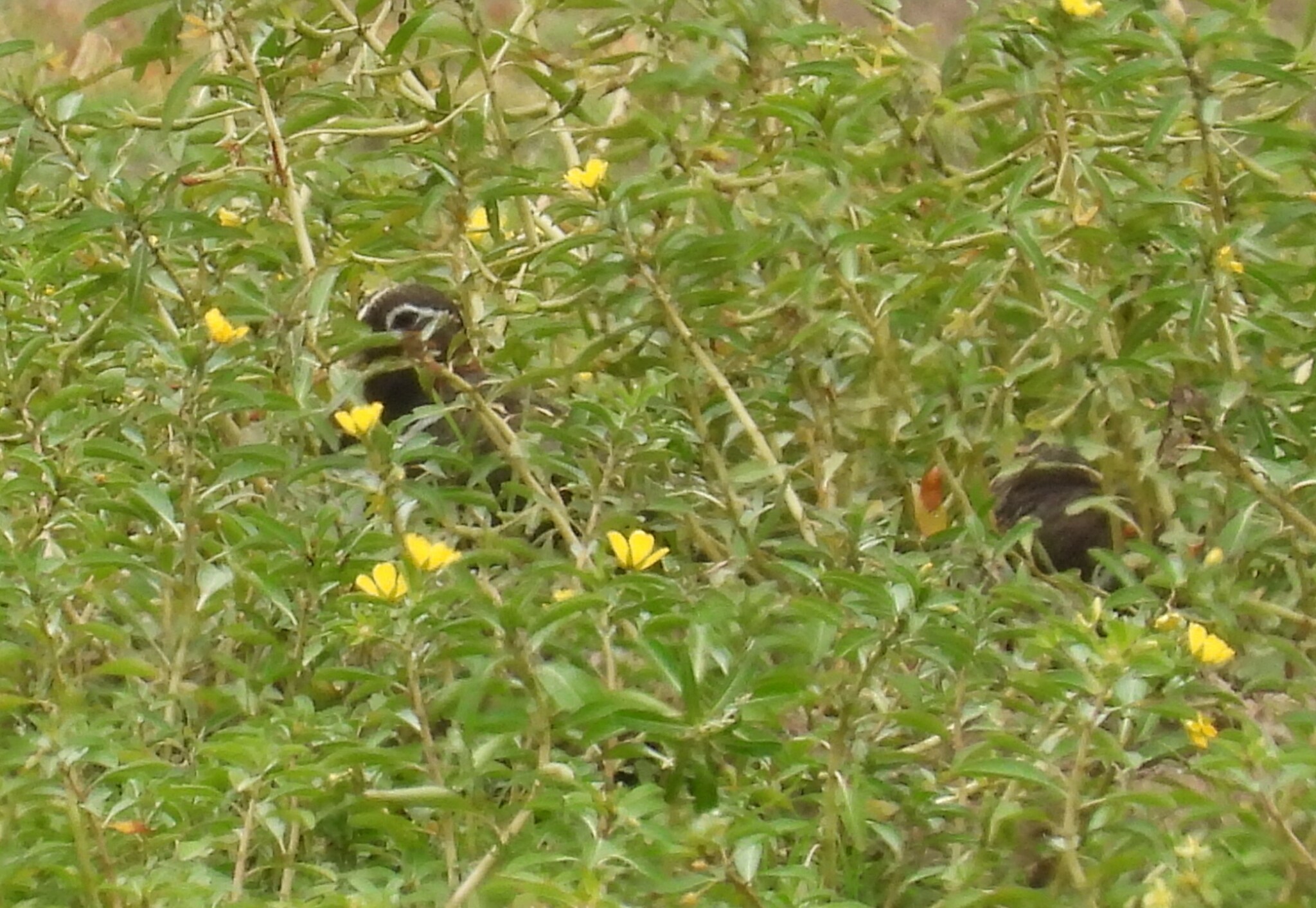 Australian Painted-snipe (Rostratula australis), photo 2