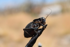 Pycnogaster jugicola