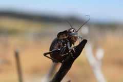 Pycnogaster jugicola