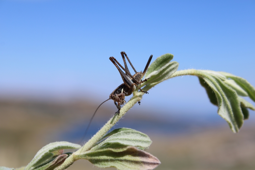 Ctenodecticini