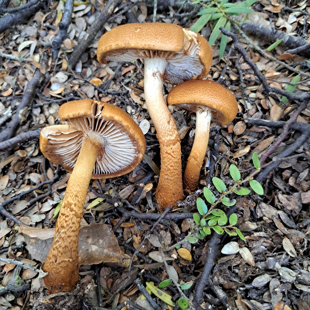 Thaxterogaster castoreus · February 2025 · photo: © cooperj (iNaturalist, cc0)