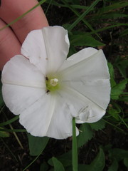 Calystegia spithamaea