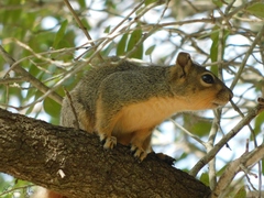 Sciurus niger limitis