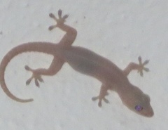 Hemidactylus frenatus
