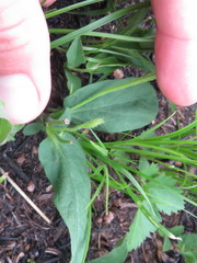 Calystegia spithamaea