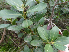 Eriophyes inermae