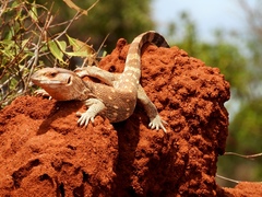 Varanus albigularis