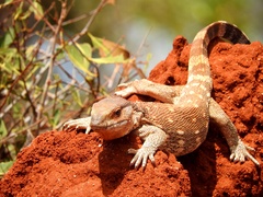 Varanus albigularis