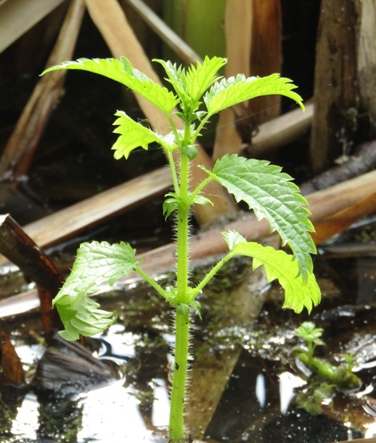 Kievan nettle (Urtica kioviensis)