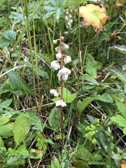 Pyrola rotundifolia norvegica