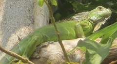 Iguana iguana