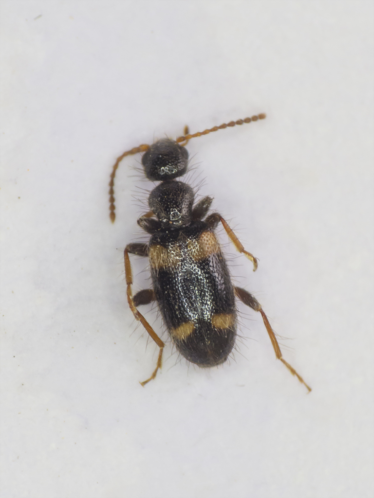Hirticomus quadriguttatus