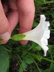 Calystegia spithamaea