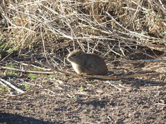 Microcavia australis