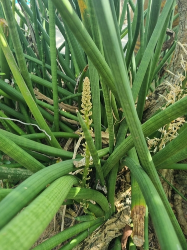 Image of Sansevieria cylindrica by no rights reserved