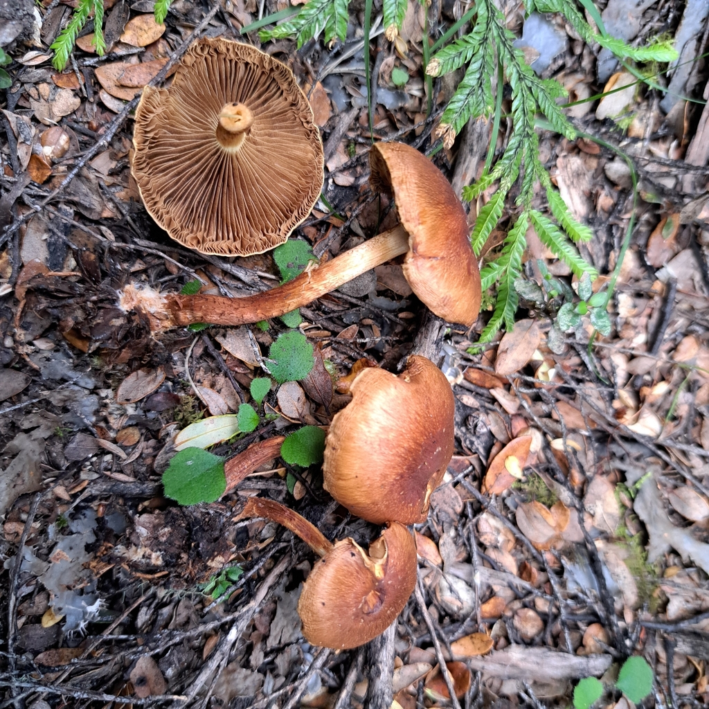 Pholiota multicingulata · February 2025 · photo: © cooperj (iNaturalist, cc0)