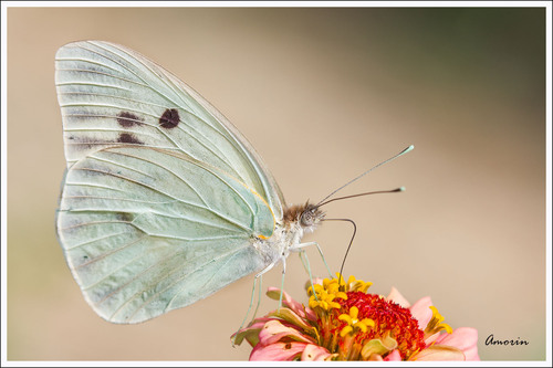 Ganyra josephina (Godart, 1819)