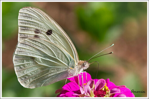 Giant White