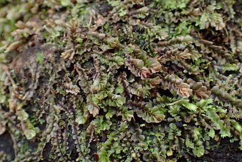 Liochlaena subulata