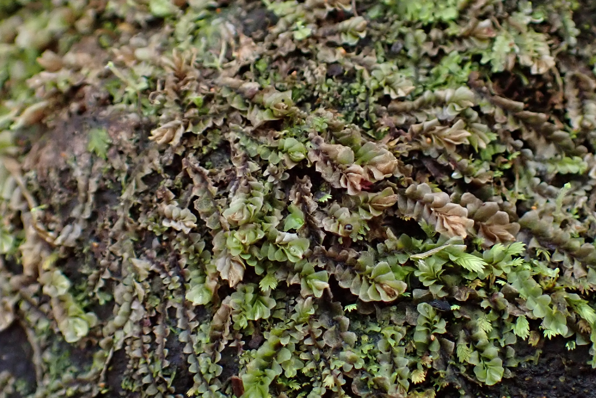 Liochlaena subulata