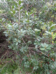 Eriophyes inermae