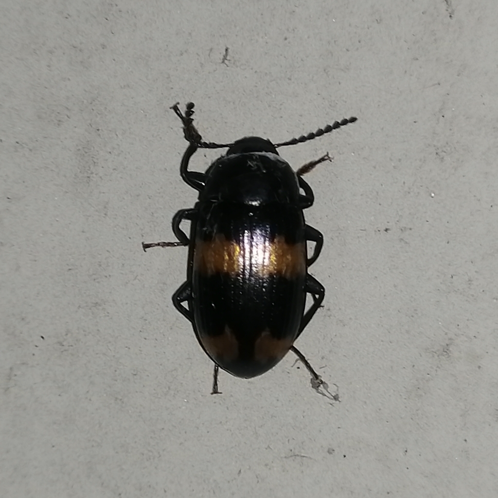 Ceropria bifasciata
